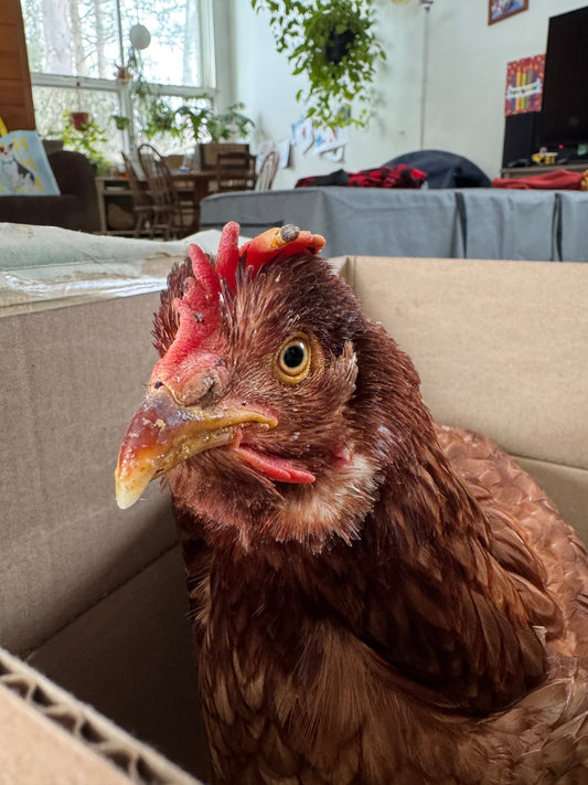 Best Home Remedies for Chickens – Keeping Them Healthy, Treating Illnesses, and Caring for Injuries