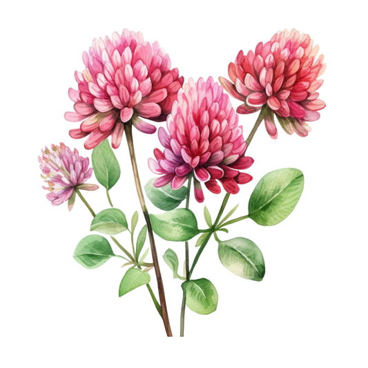 Red Clover Skin Benefits