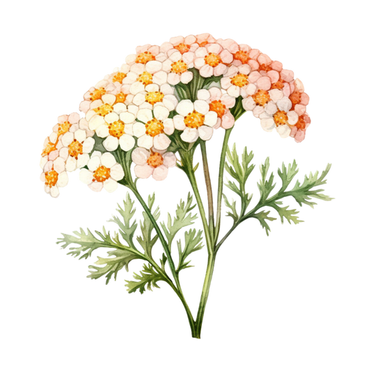 yarrow flower water color