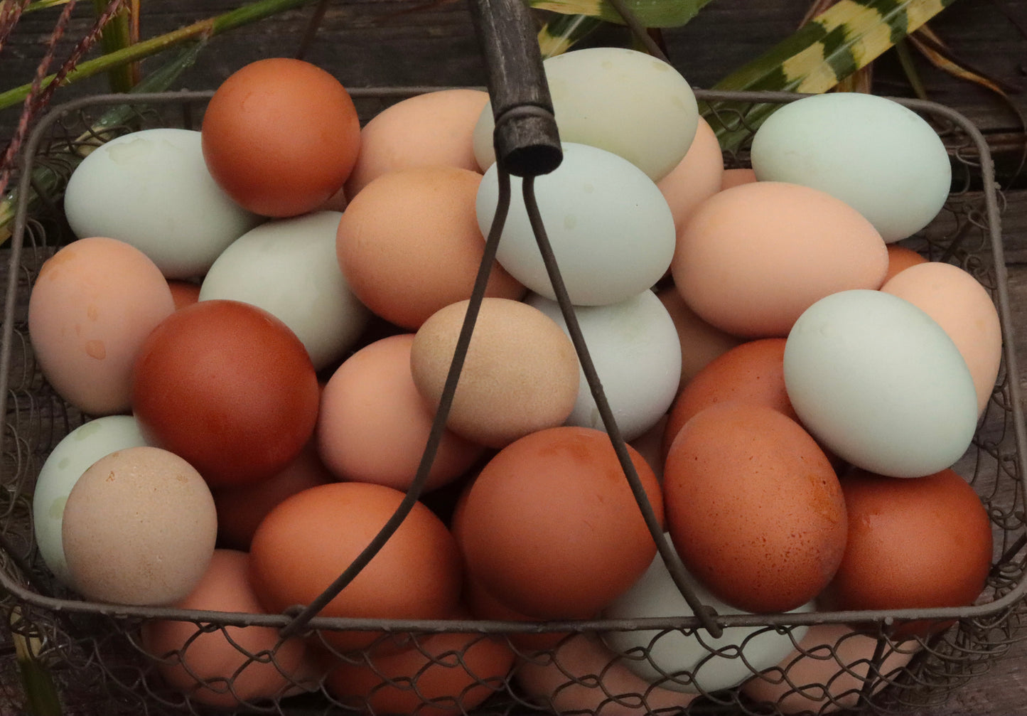 Fresh Chicken Eggs- One Dozen