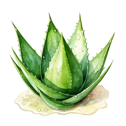 Aloe Extract