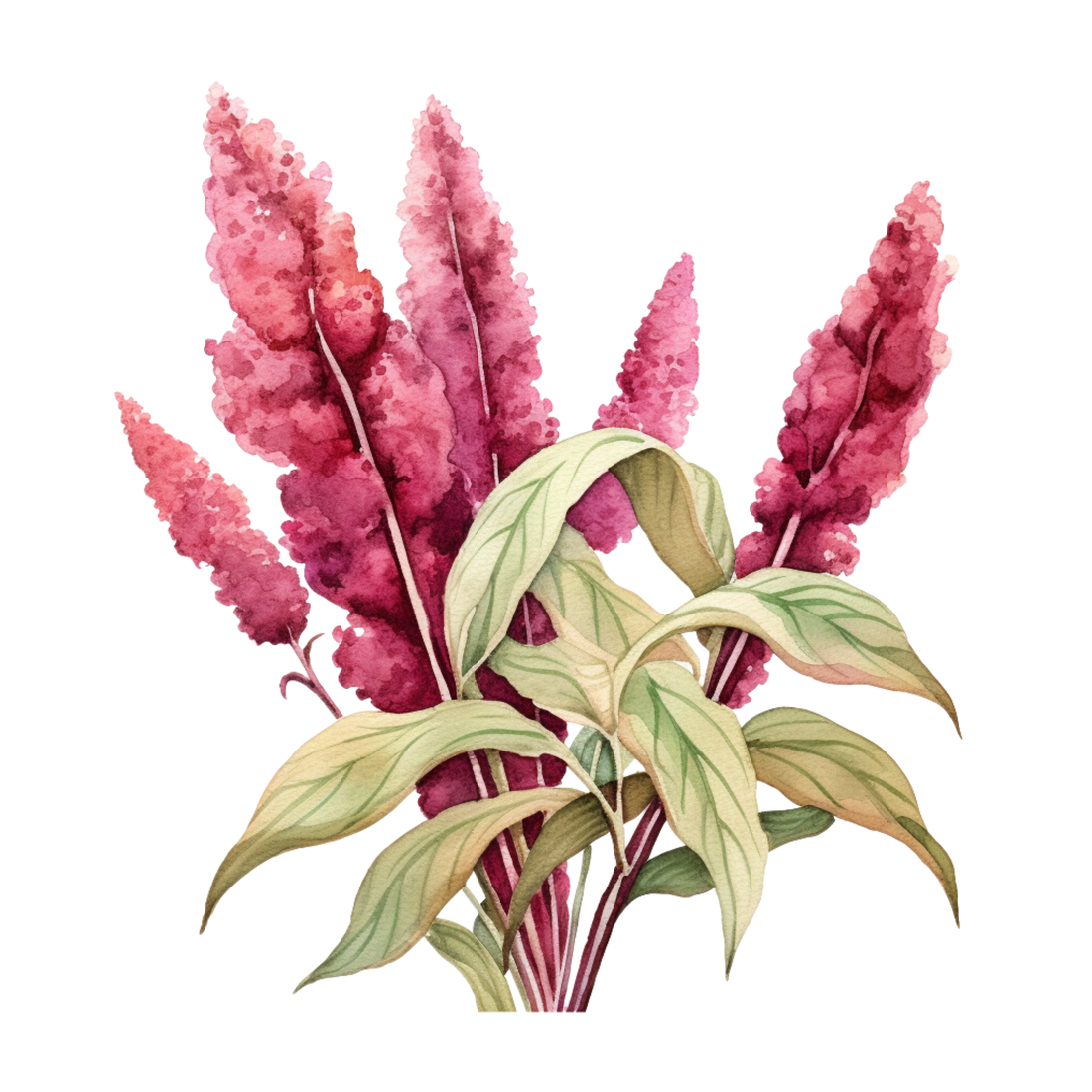 Amaranth