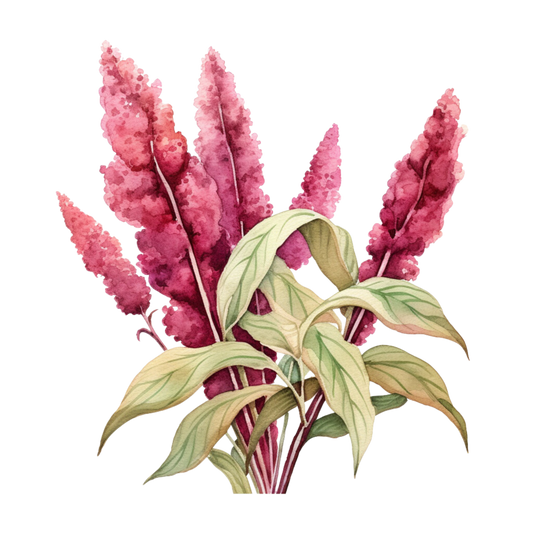 Amaranth