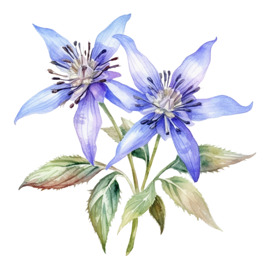 Borage Plant