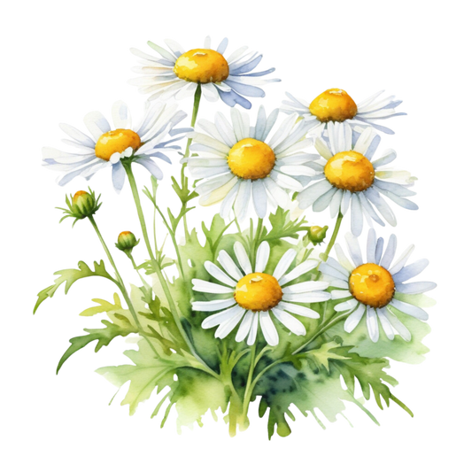 Chamomile For Your Skin