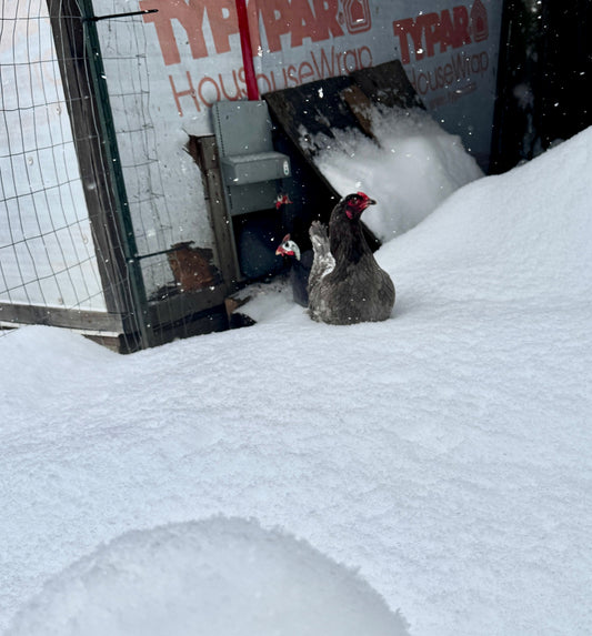 The Probiotic Powder That Changed My Flock's Health