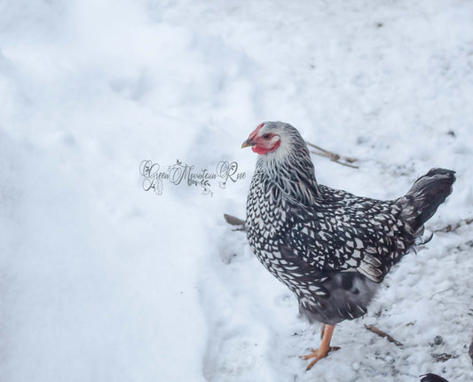 Keeping Chickens in the Winter: A Complete Guide.