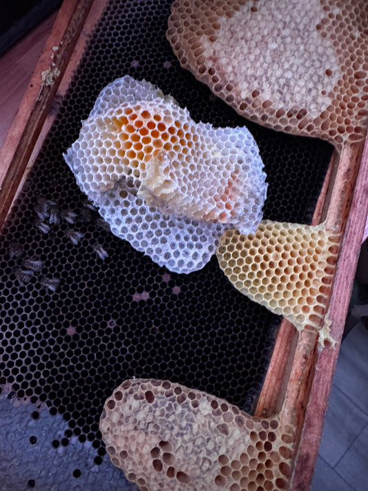 March Beekeeping in Vermont: A Day of Hope and Loss