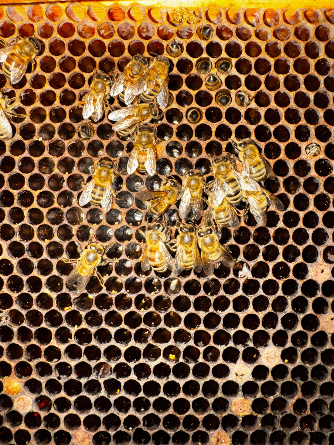 Is Your Hive Healthy? How to Assess Your Surviving Colony After Winter