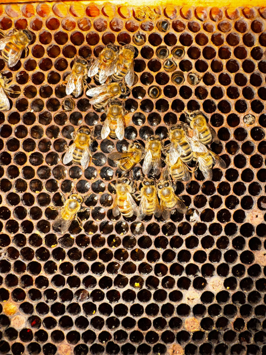 Is Your Hive Healthy? How to Assess Your Surviving Colony After Winter