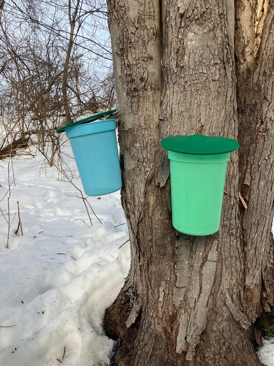 Small-Scale Maple Sugaring in Vermont: Tapping Trees & Living Sweetly