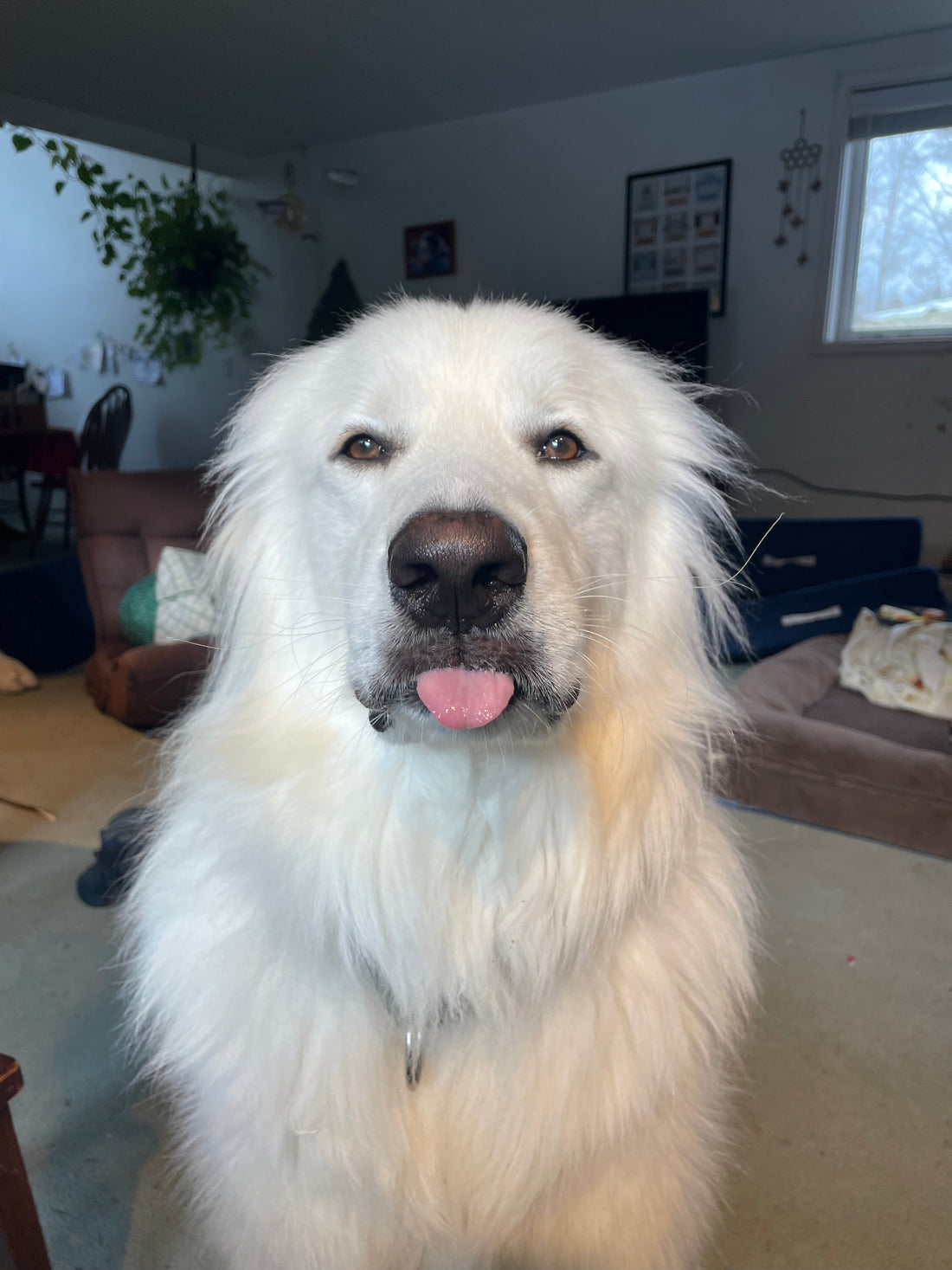 Great Pyrenees Dog organic farm