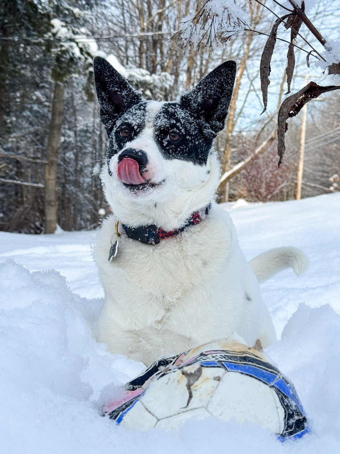 Winter dog snow in Vermont