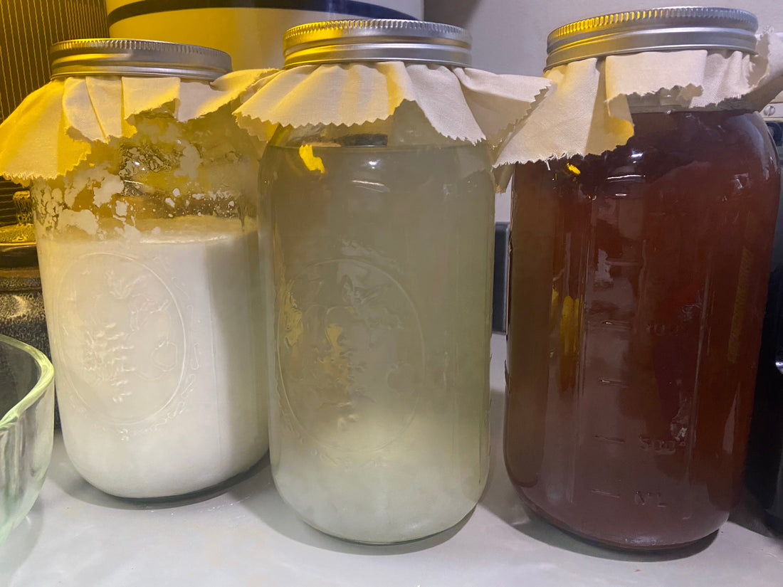 milk kefir water kefir and Kombucha 