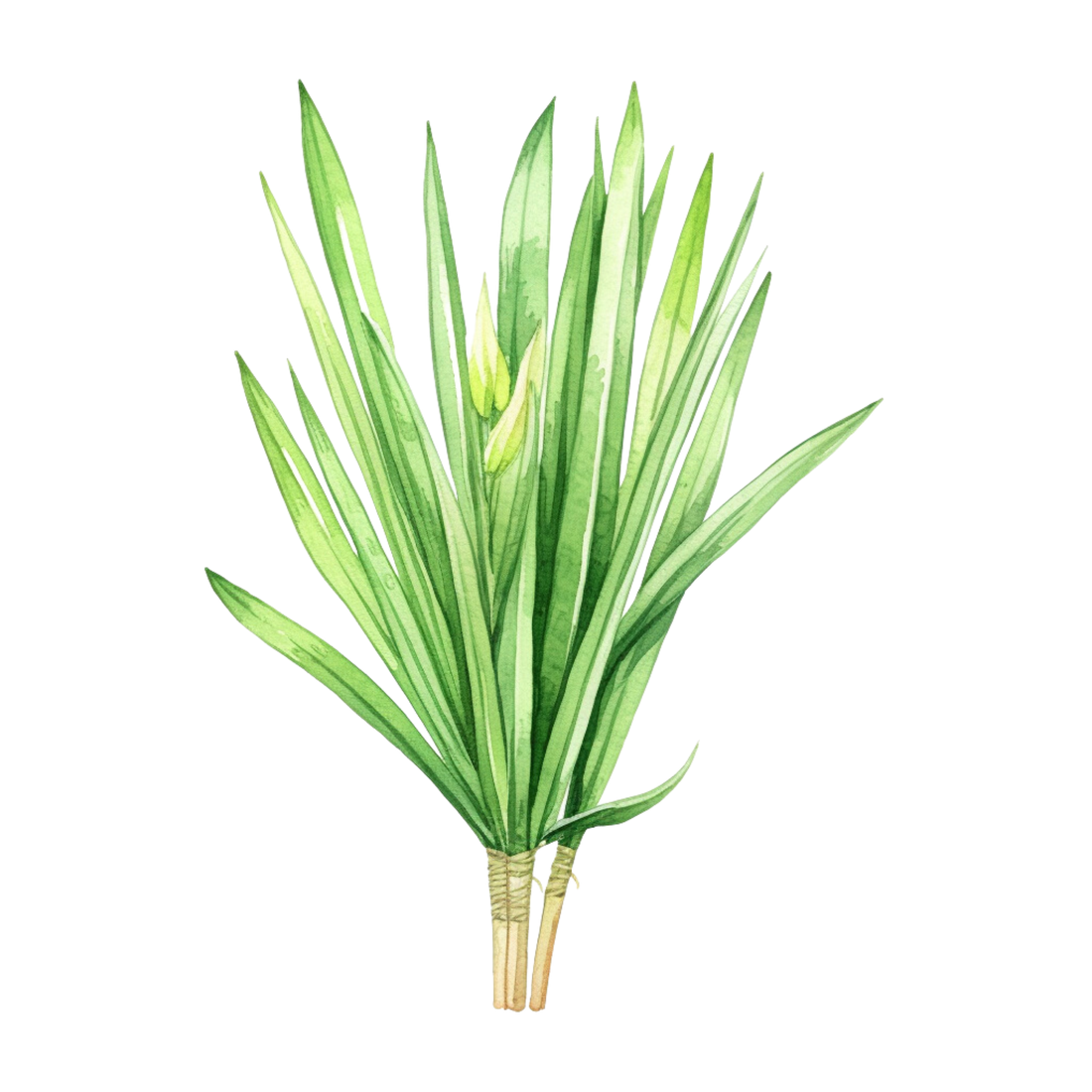 Lemongrass