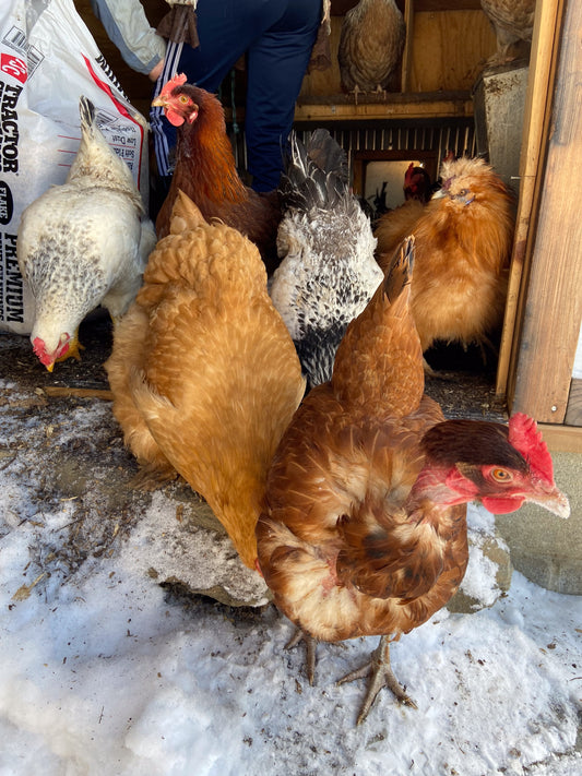The Rainbow in Our Egg Basket: A Story of Our Flock