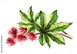 Castor Oil
