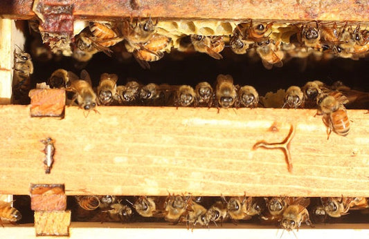 honey bees looking out on their frames