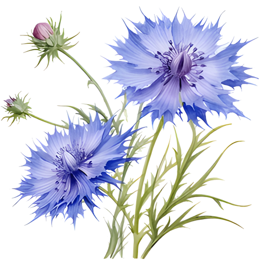 Cornflower Flowers