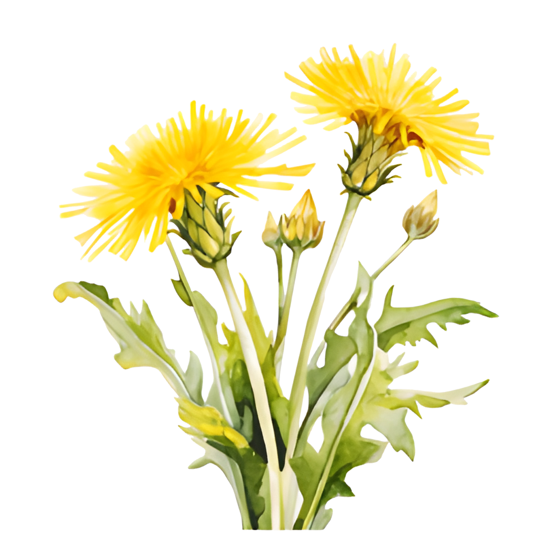 Dandelion Skin Benefits