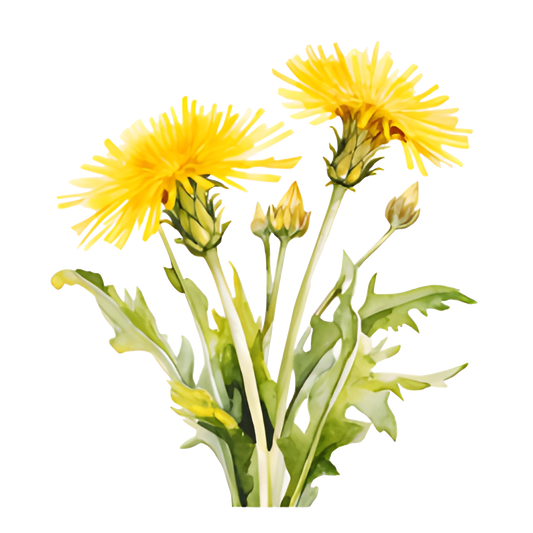 Dandelion Skin Benefits