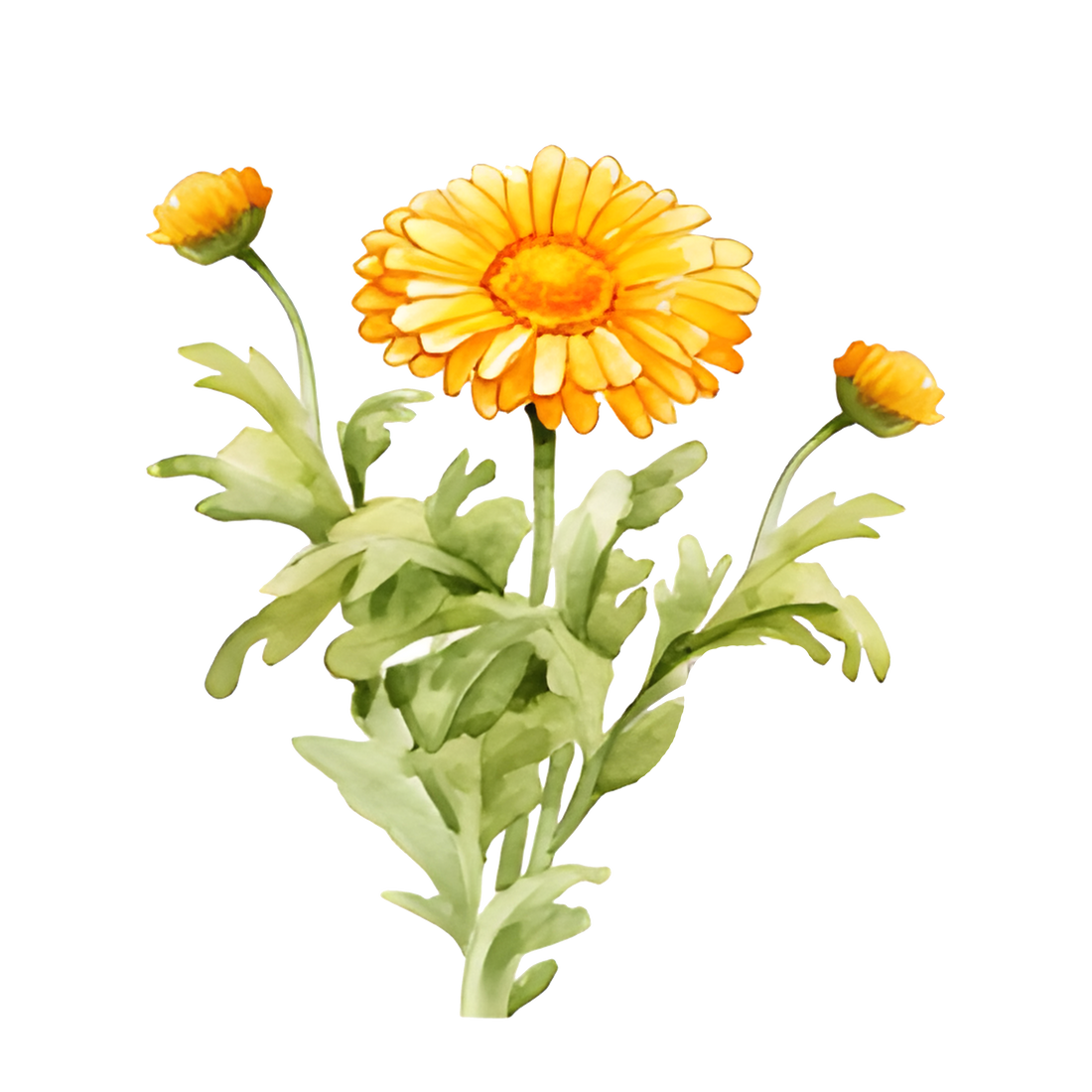 Calendula Flowers - Extract - Powder