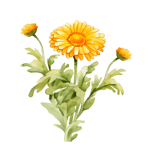 Calendula Flowers - Extract - Powder