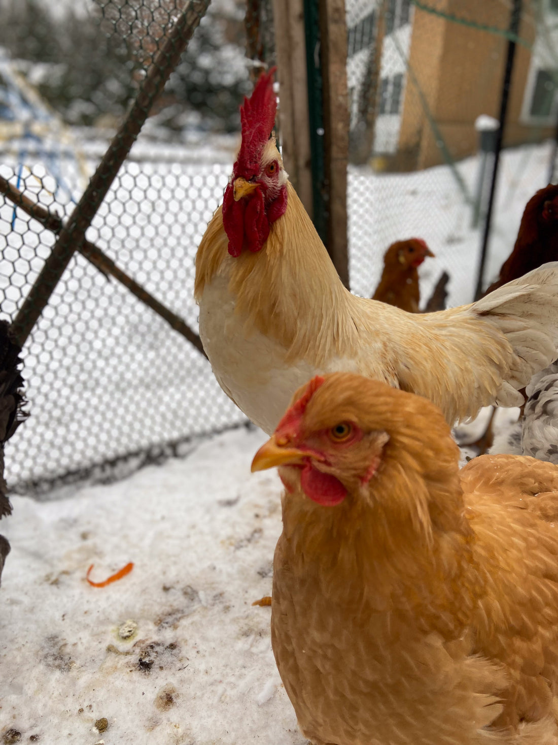 Winter Care for Your Small Farm: Chickens, Honey Bees, and Working Dogs